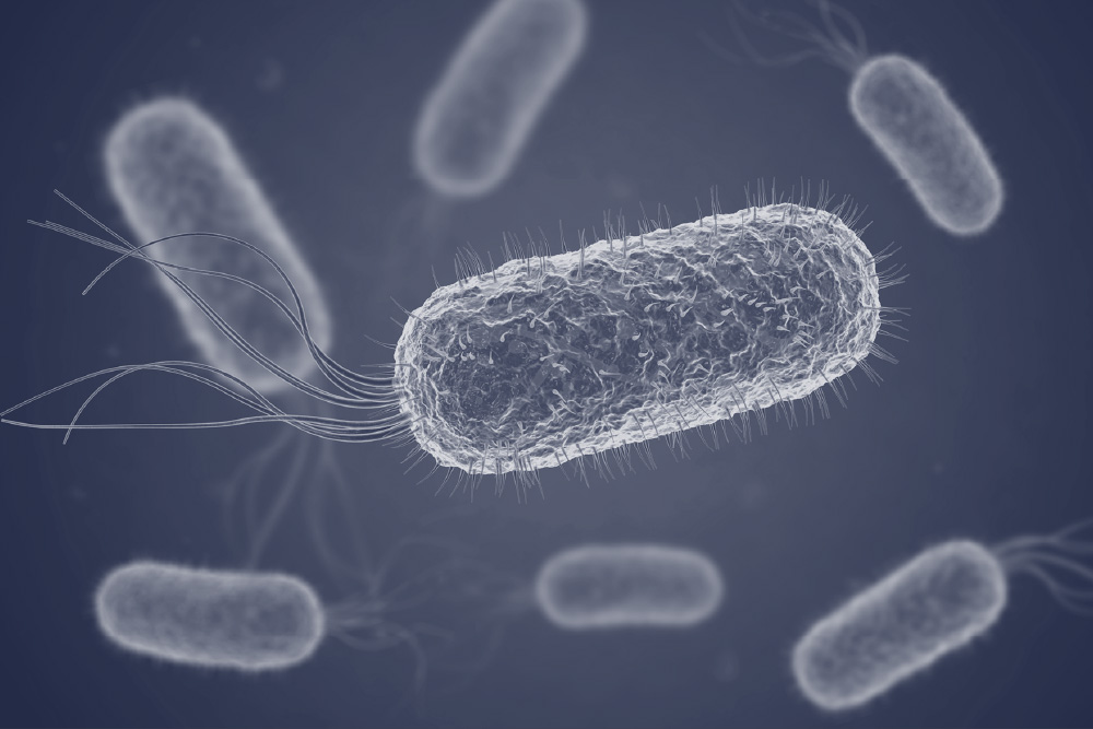 blog legionnaires bacteria